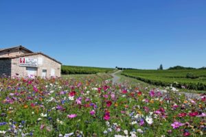 Sortie du « Gaillac Primeur »